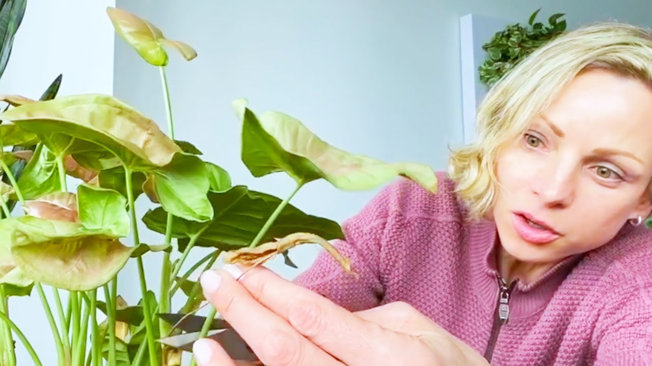 Как я ухаживаю за своим стрелолистом — Зелёные моменты с Джульеттой, выпуск №3