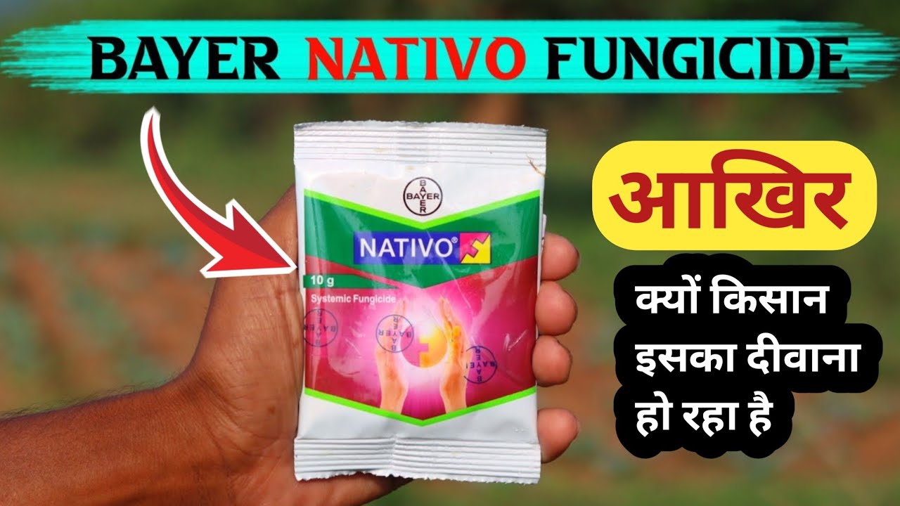 Bayer nativo fungicide uses / Bayer nativo fungicide price / Bayer nativo systemic fungicide benefit