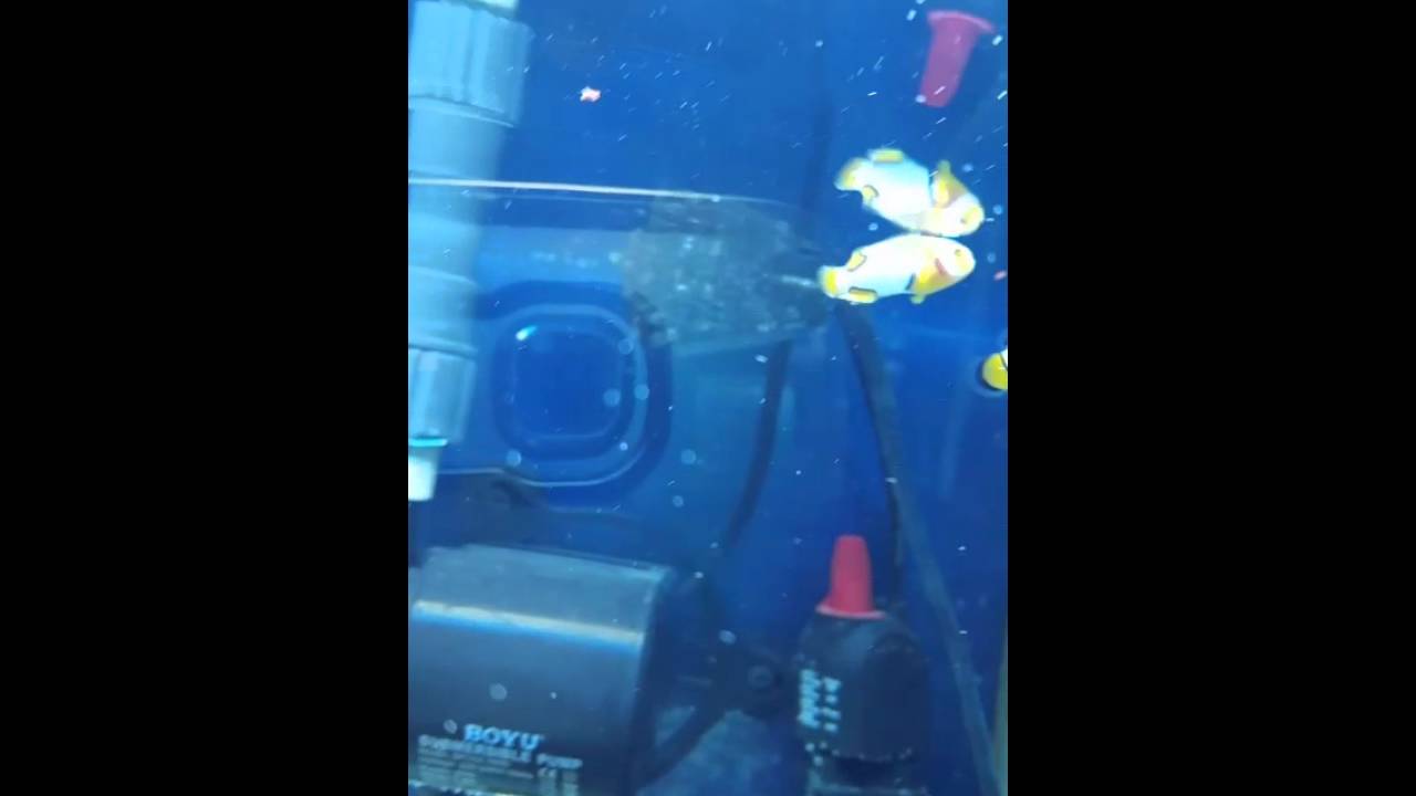 Pez payaso / clownfish  comiendo