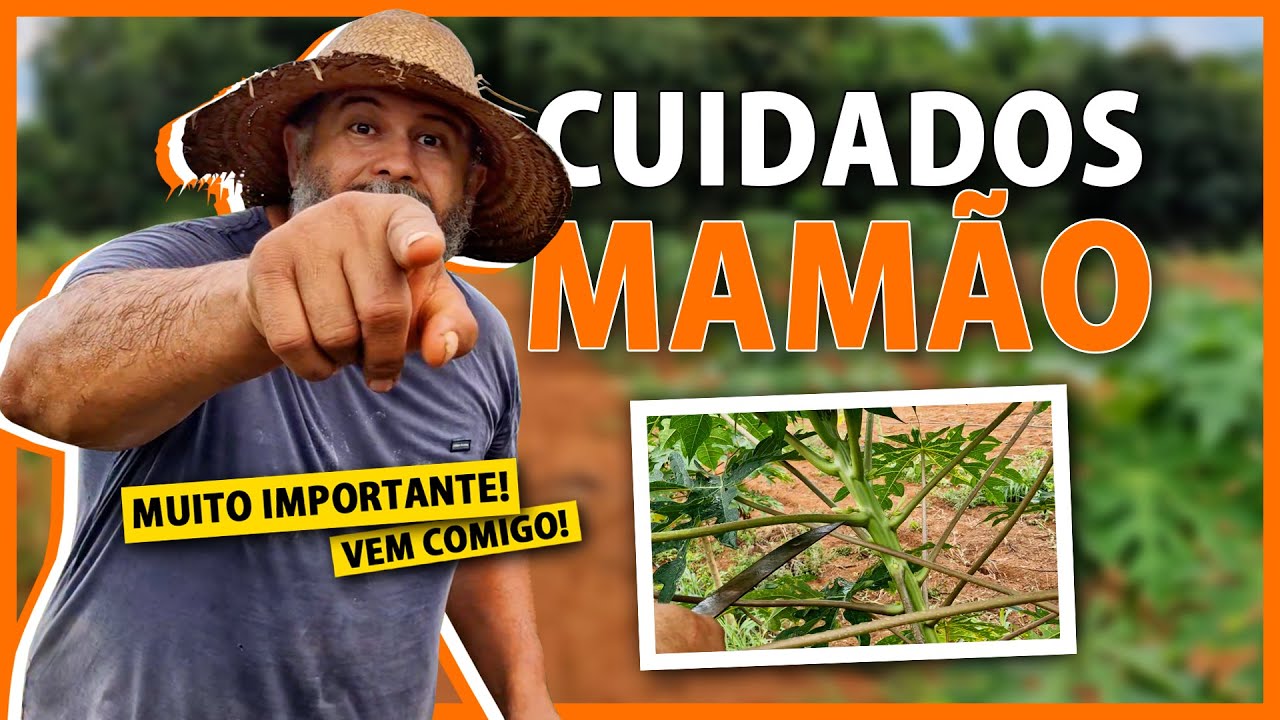 Adubação e manejo no plantio de mamão.