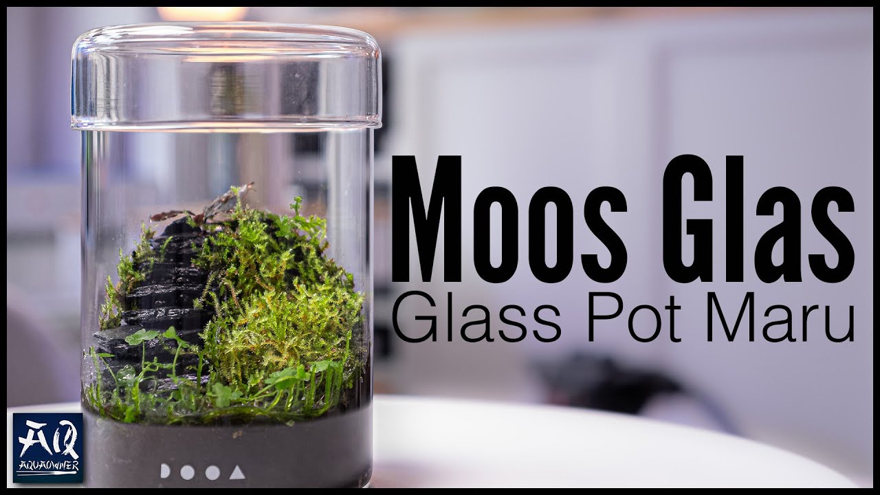 Kleines Moos Terrarium für den Schreibtisch einrichten | AquaOwner
