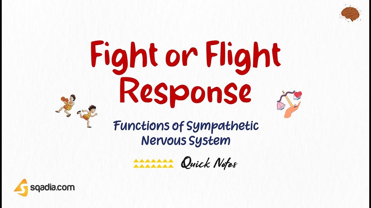 Functions of Sympathetic Nervous System | Fight or Flight Response