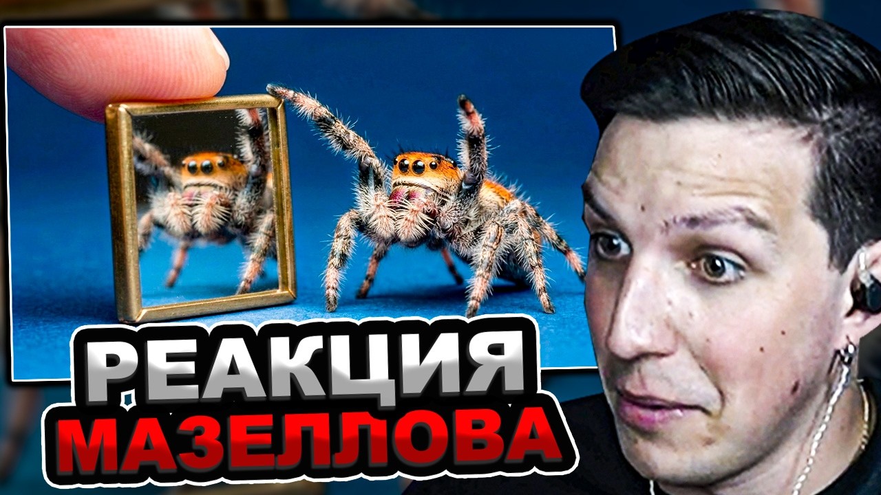 МАЗЕЛЛОВ СМОТРИТ SlivkiShow - ЧТО БУДЕТ ЕСЛИ ПОКАЗАТЬ ЗЕРКАЛО САМОМУ УМНОМУ ПАУКУ В МИРЕ | РЕАКЦИЯ