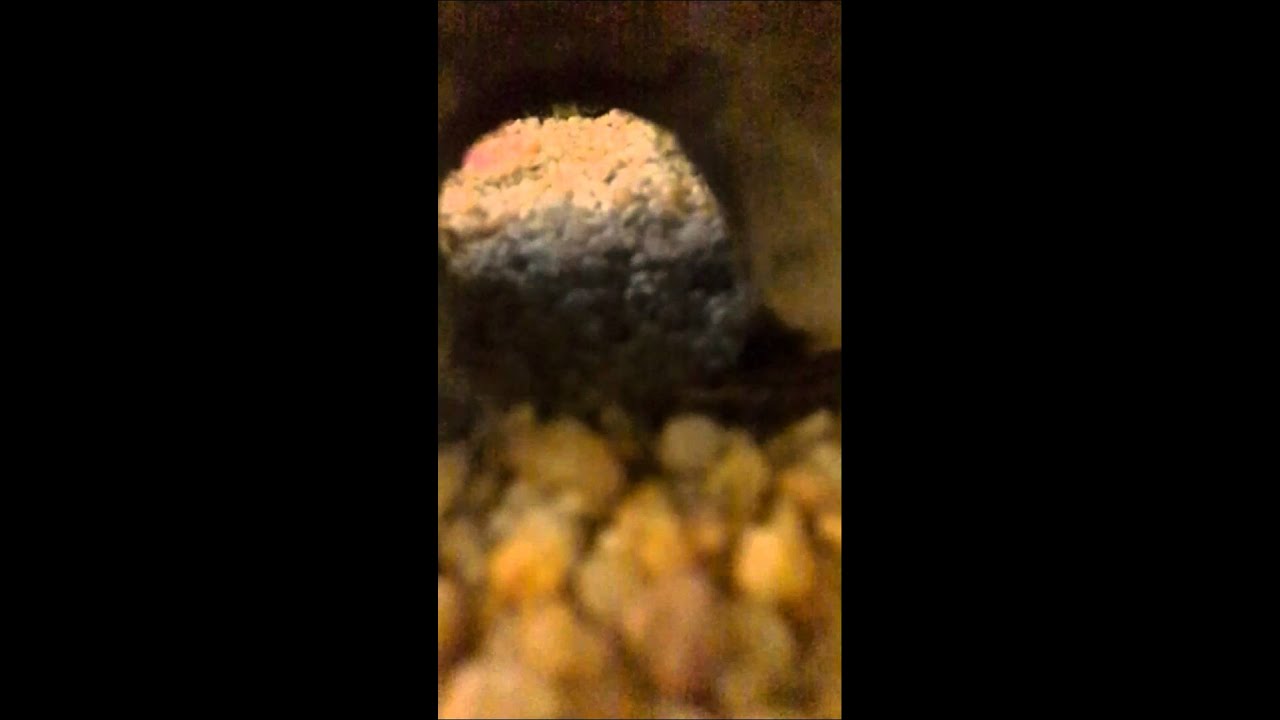 Come allevare una lucertola dei muri