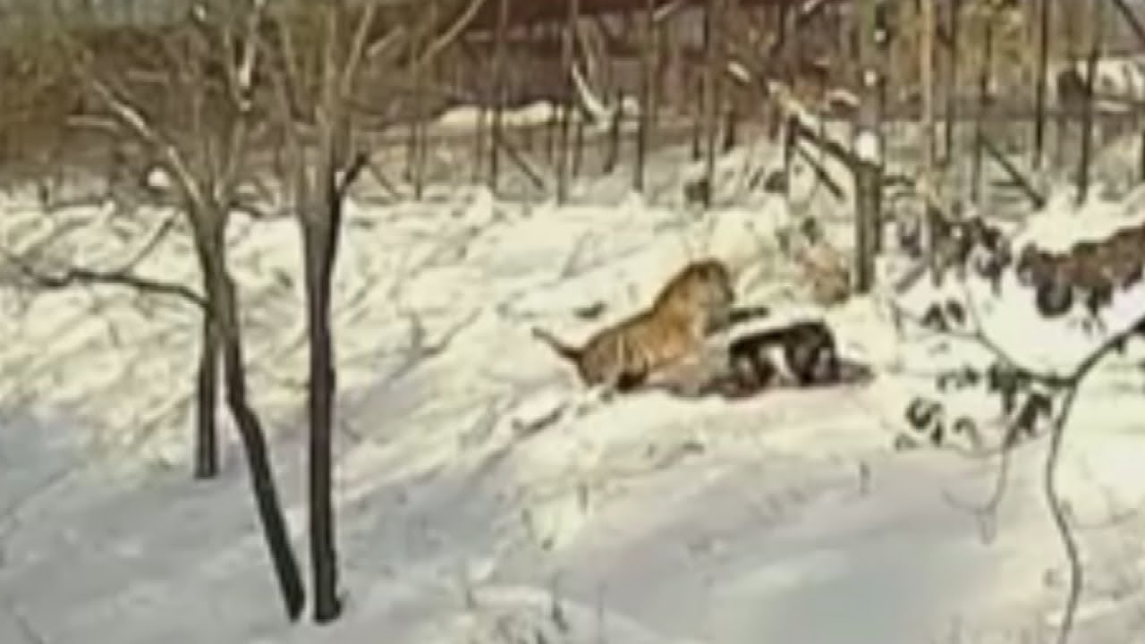 Знаменитая дружба тигра и козы подошла к концу
