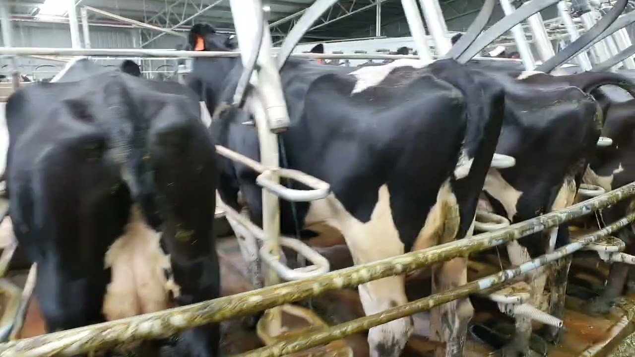 Fazenda leiteira na Austrália - Sistema de ordenha Carrossel