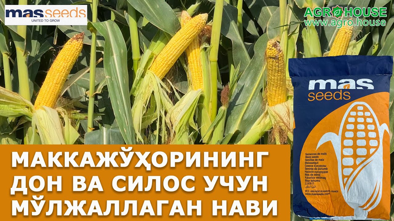 Маккажўxорининг дон ва силос учун мўлжалланган нави MAS 78.T (MAS Seeds, Франция)