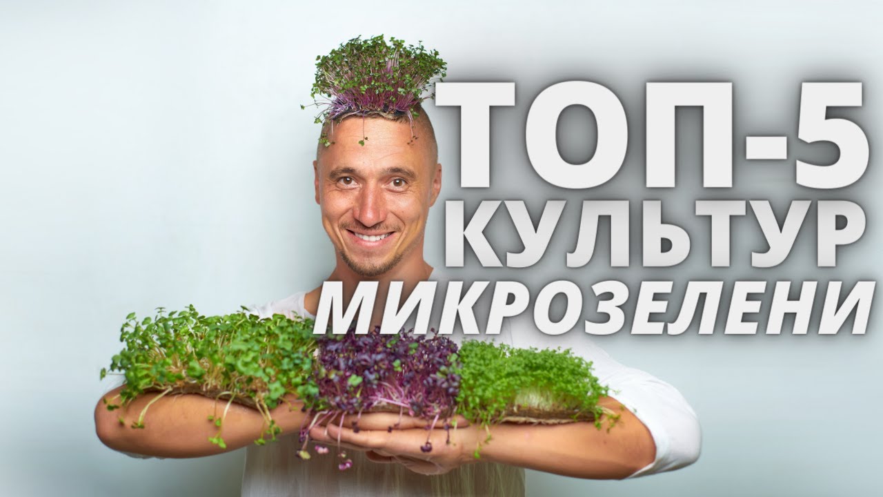 ТОП 5 Микрозелень Культур  Ситиферма Бизнес идеи