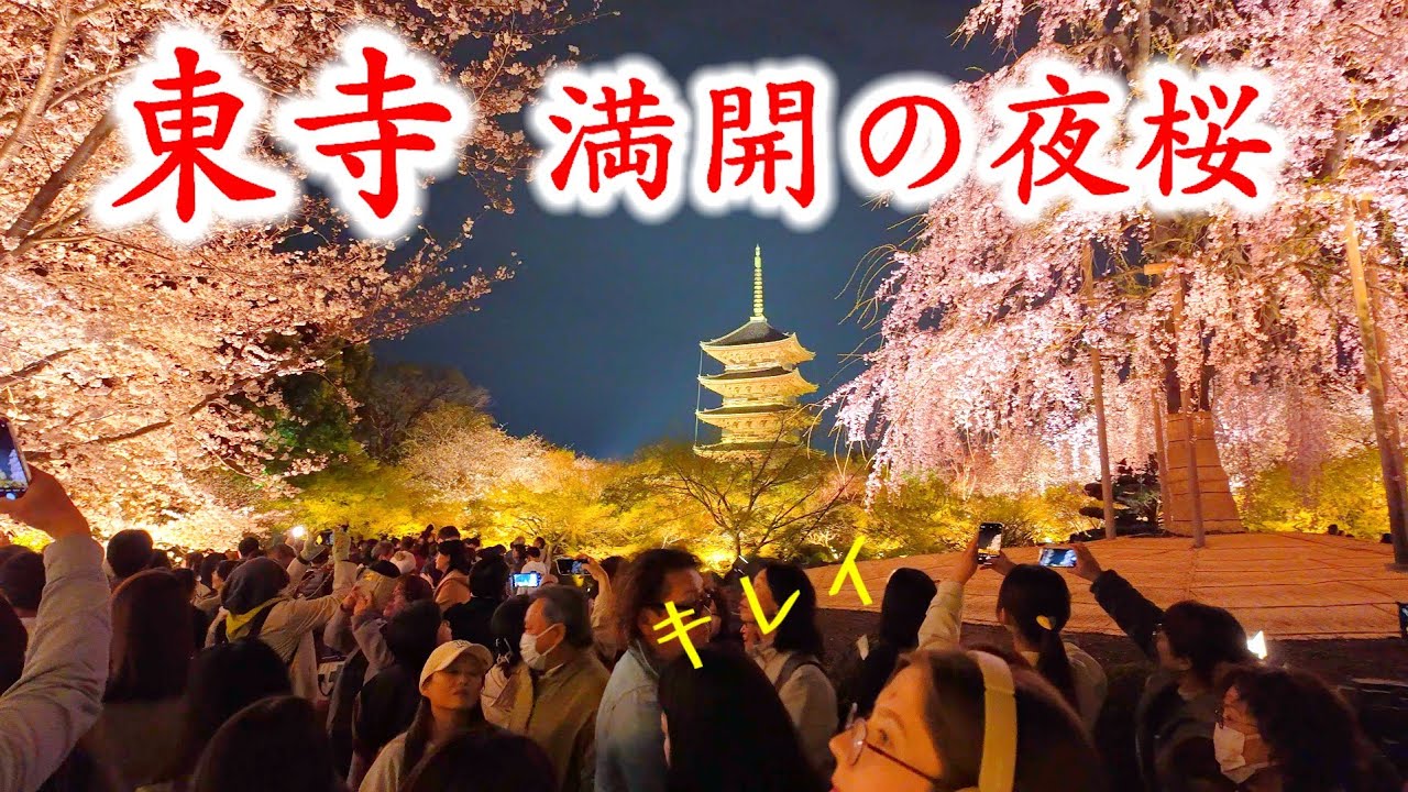 4/5(金)満開の桜 大人気東寺の圧巻ライトアップを歩く【4K】Cherry Blossoms in Kyoto Toji Temple