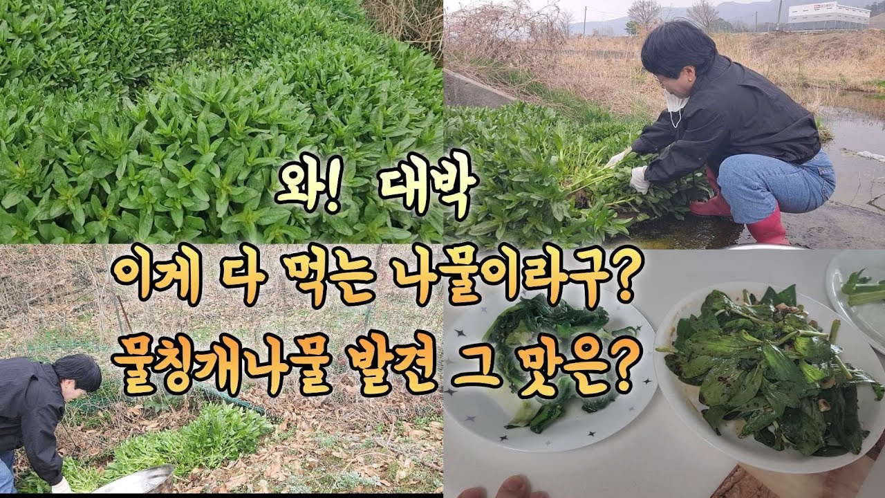 유튜브 6년만에 물칭개 나물 발견했어요 물칭개 어떤맛일까요 무지 궁금?