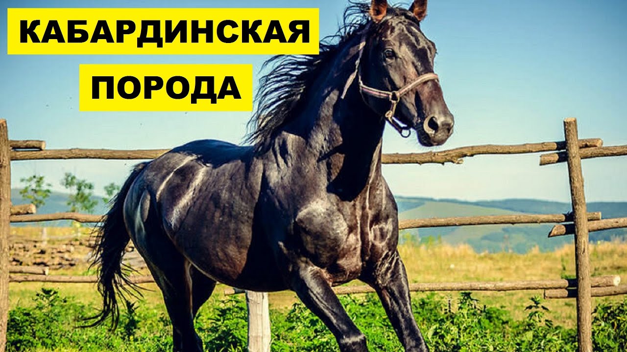 Кабардинские лошади особенности породы | Коневодство | Кабардинская порода лошадей
