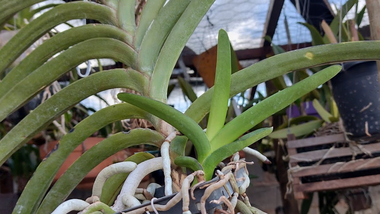 Como fazer muda em orquídea vanda