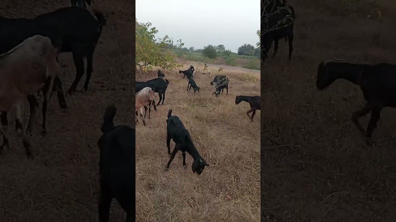 शेळ्यांना कळावा घालने.