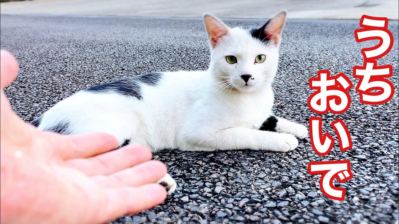 ウルウルお目目の野良猫､保護しました
