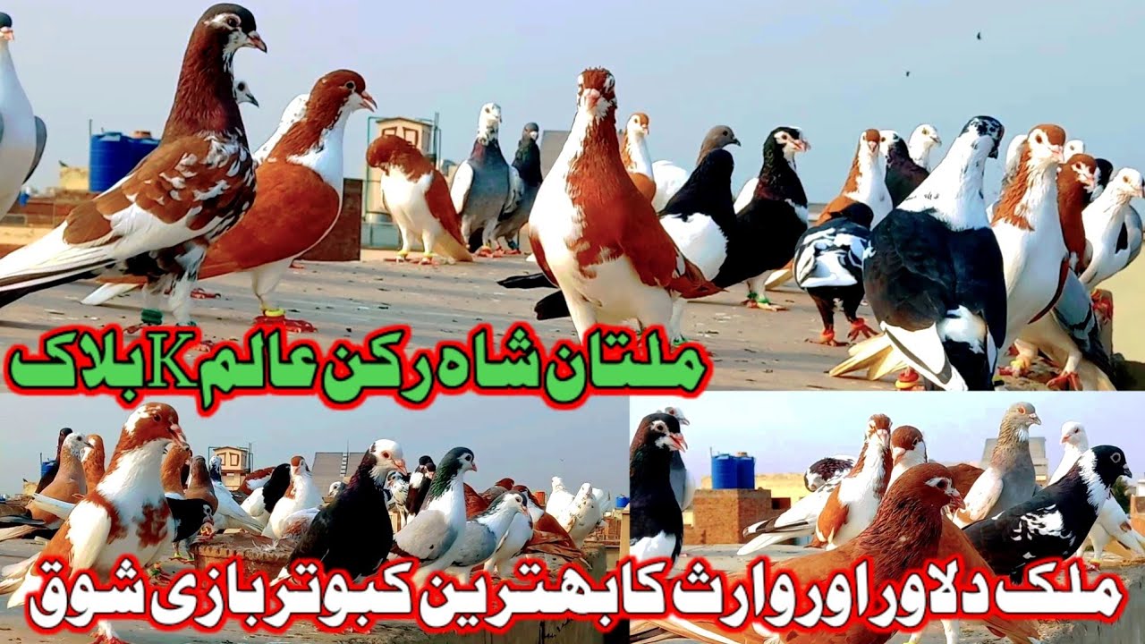 Malak Dilawar Pigeon Video | Kabootar Bazi | Pigeon | Kabootar | Multan shah Rukn E Alam pigeon