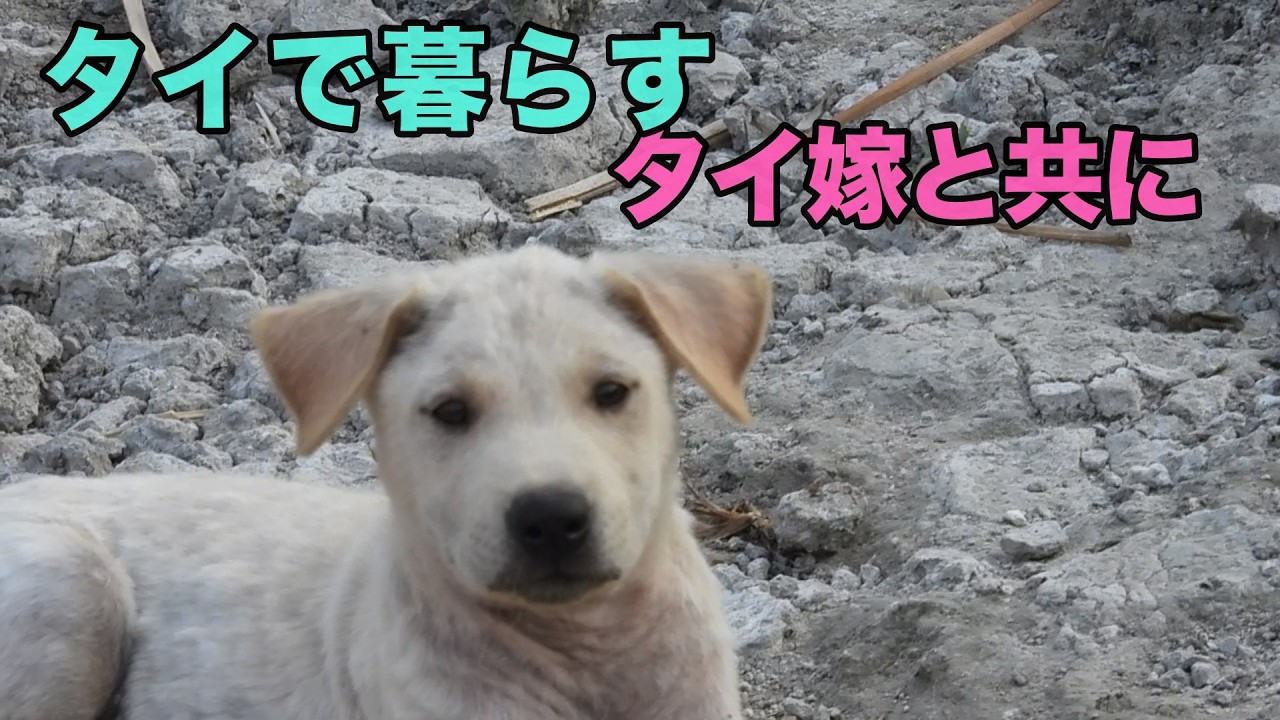 2026年4月14(火)  舞台はタイの田舎町。犬がご飯を食べてる場面が多めの日常風景です