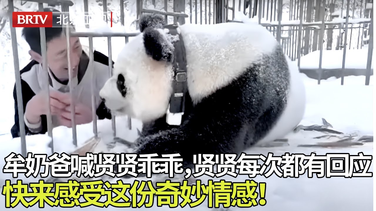 超有爱一幕！牟奶爸喊贤贤乖乖，贤贤每次都有回应，一呼一应间，满是温馨与默契。快来感受这份奇妙情感！【熊猫奇遇记】