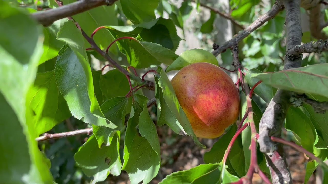 Growing apricots in the garden in the U.K. part 4 - 2021 the result