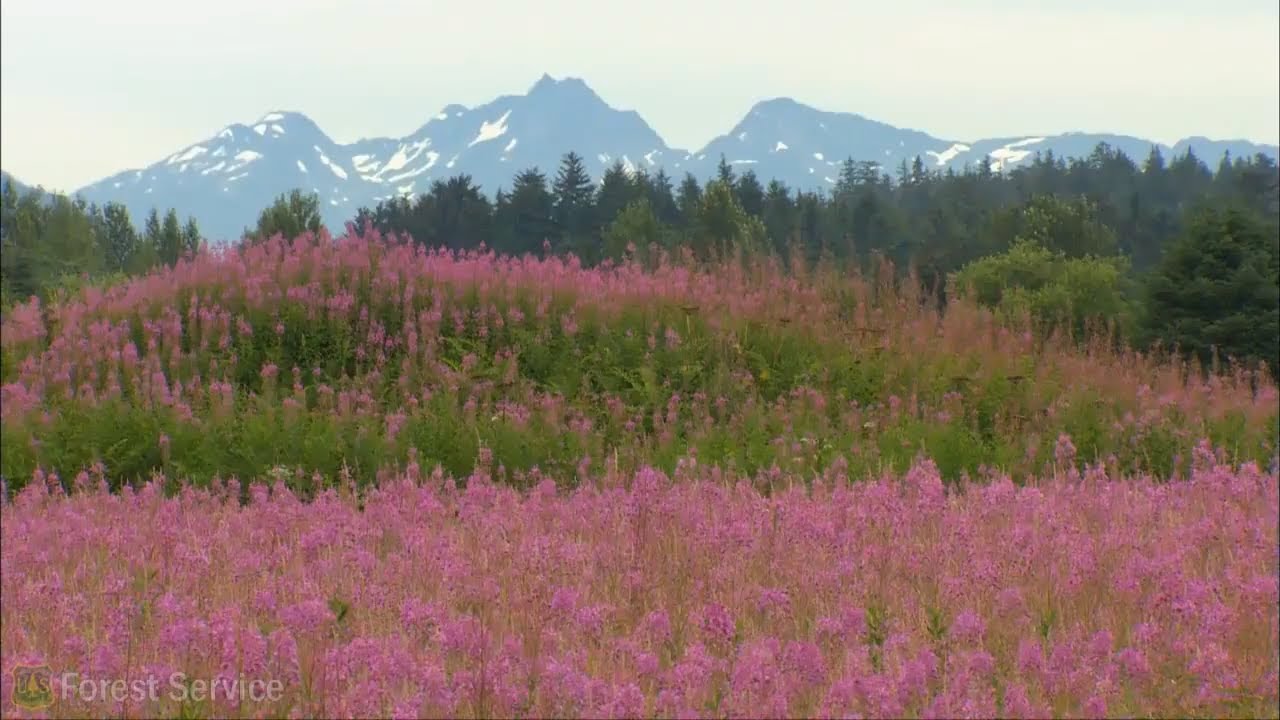 Working in the Forest | Tongass National Forest, Alaska