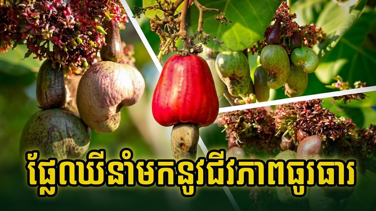 ផ្លែឈើនាំមកនូវជីវភាពធូរធារ