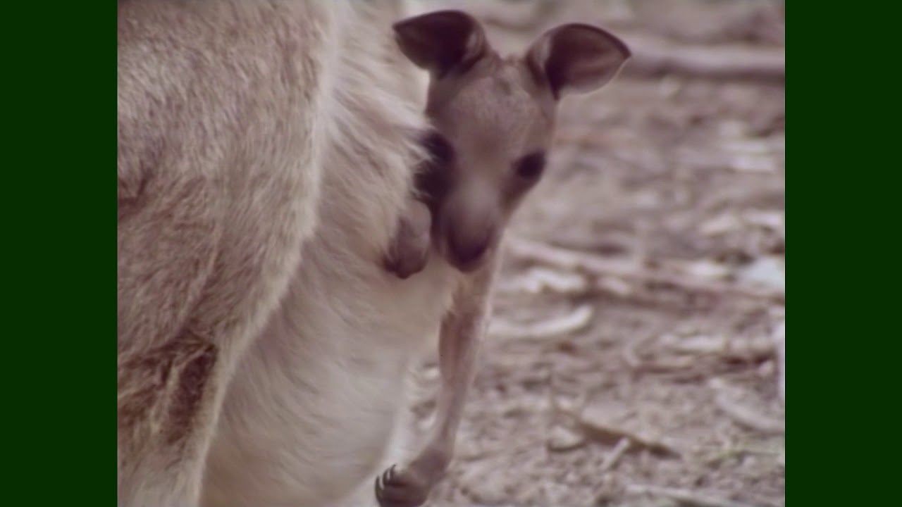 Feathers Fur or Fins...Kangaroo | Don Spencer | Music for Kids