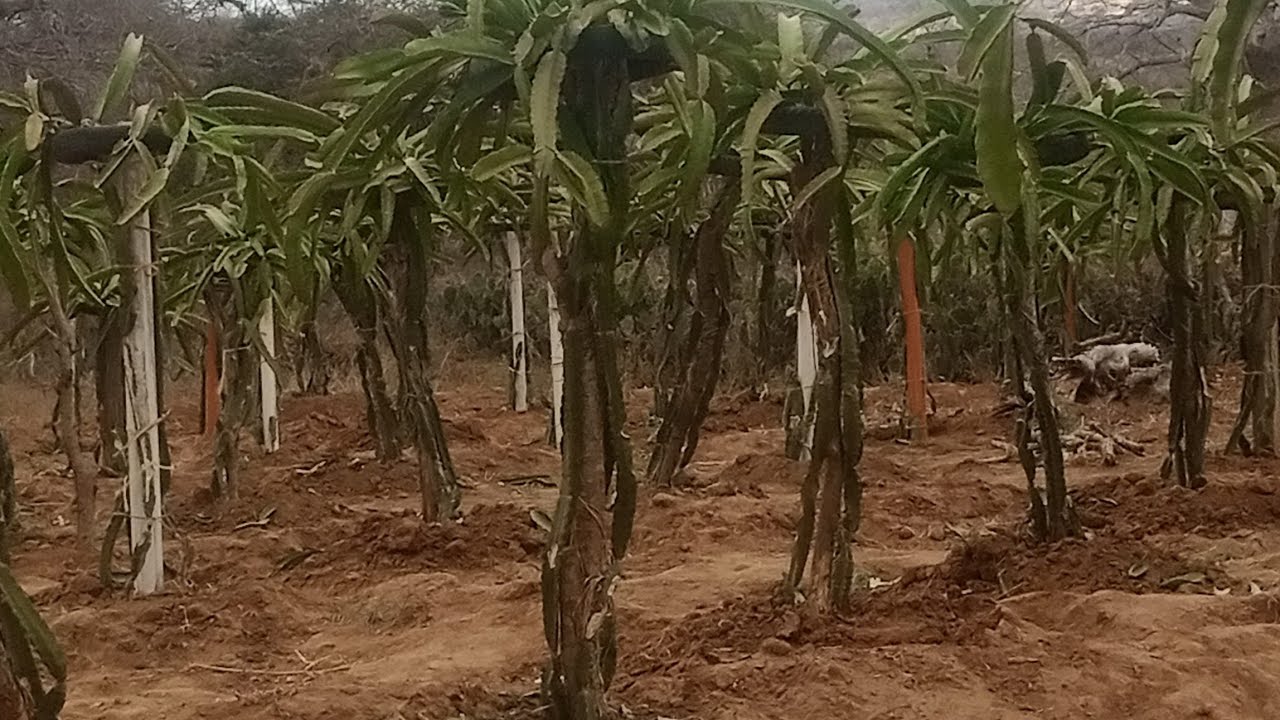 One step at a time. Dragon fruit farming in Kenya. #Ukambani #Kambaland