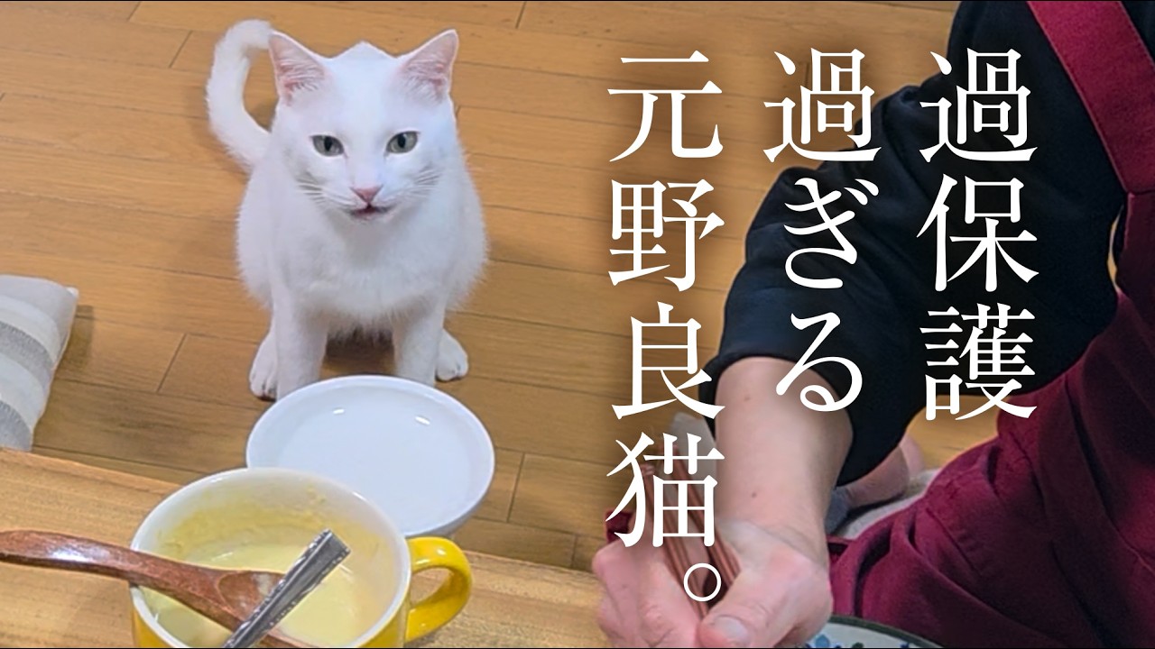 【激甘】元野良猫を過保護に育てた結果・・・😂😂😂