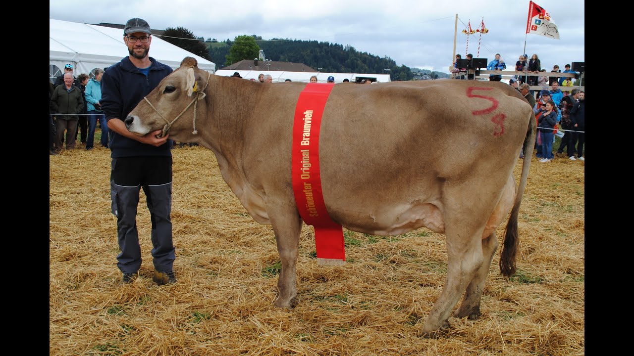 Bezirksviehausstellung Einsiedeln 2024 Schöneuterwettbewerb OB