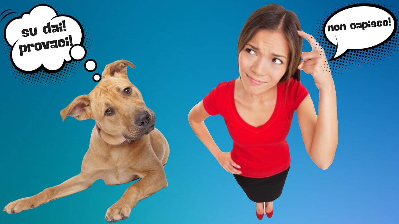Come capire il linguaggio del cane 🐕