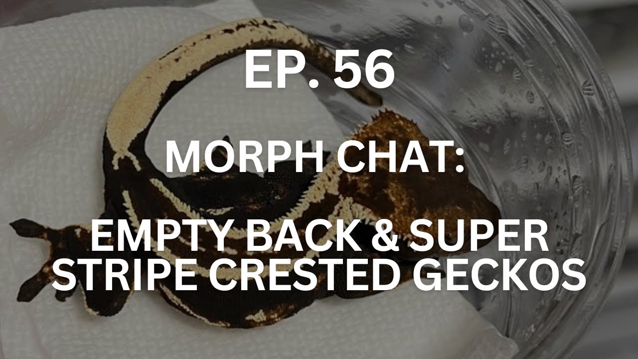Empty Back & Super Stripe Crested Geckos | Ep. 56 of The Gecko Pod