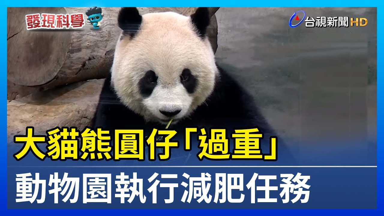 大貓熊圓仔「過重」 動物園執行減肥任務【發現科學】