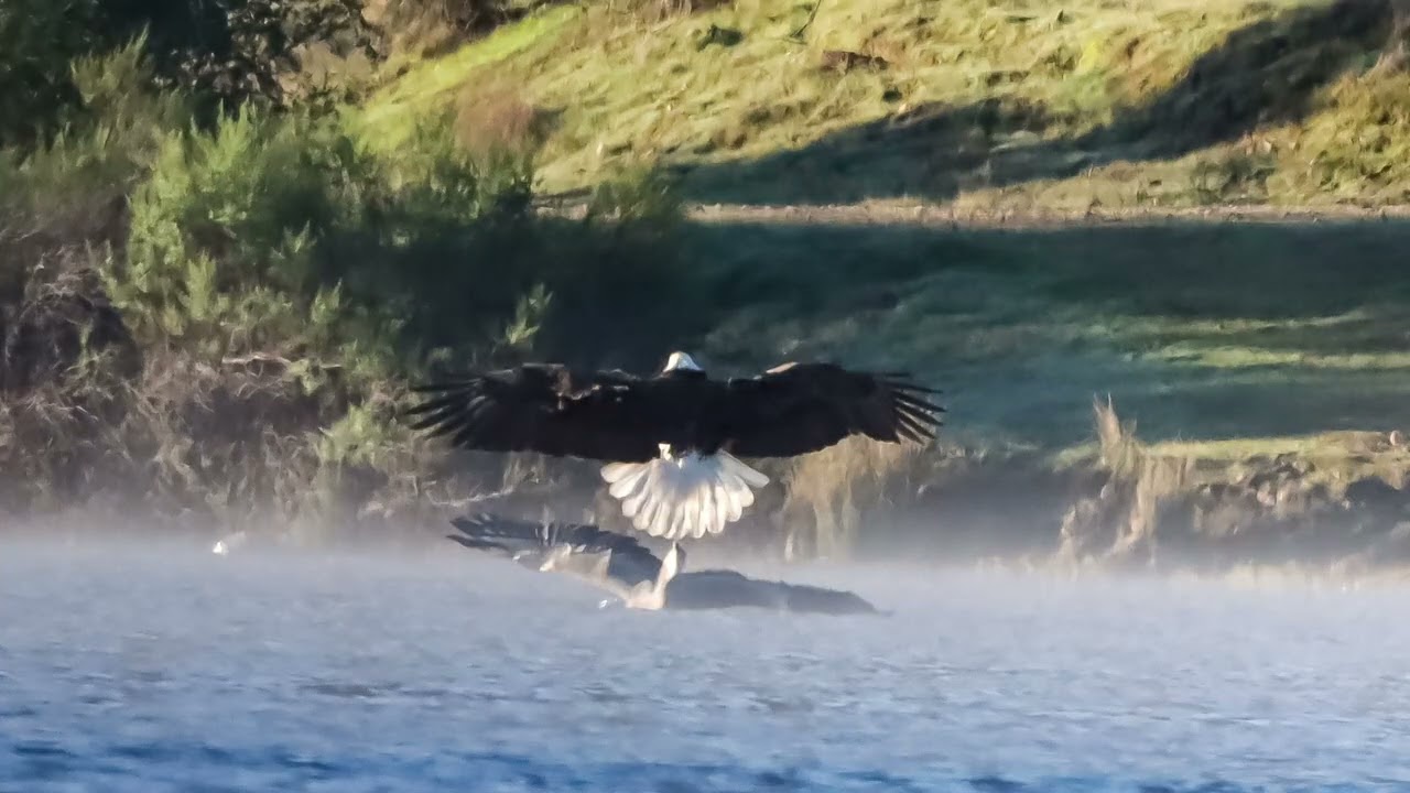 Bald eagles// kayaking / wild life photography// Santa margarita lake // California bald eagles 