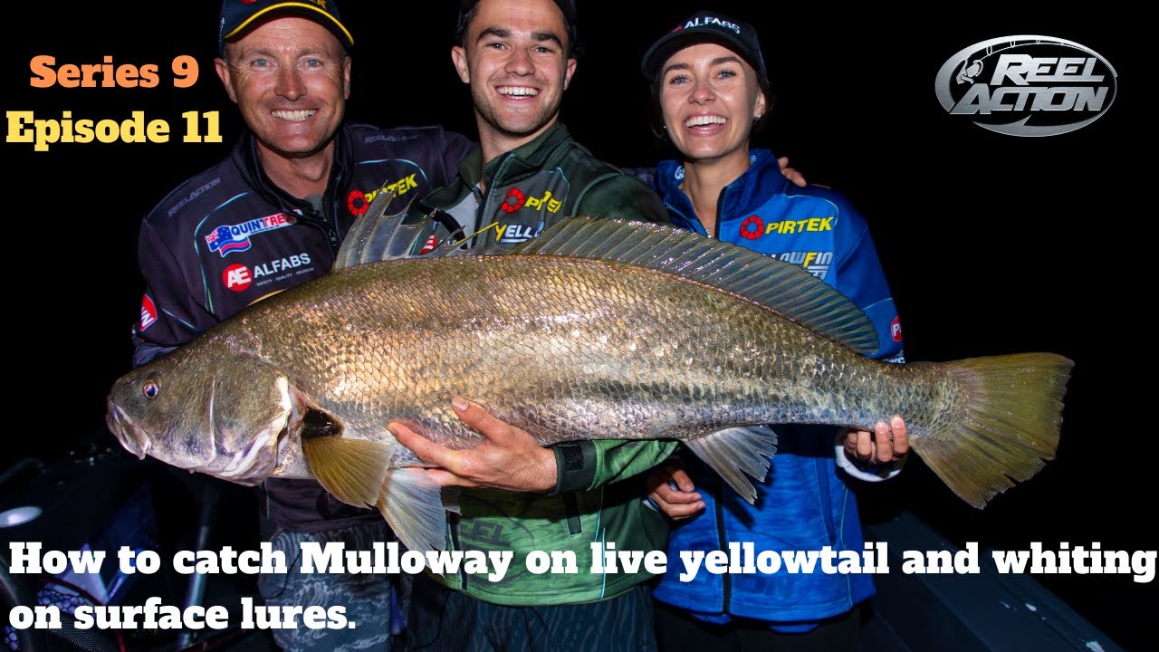 How to catch Mulloway on live yellowtail and whiting on surface lures.