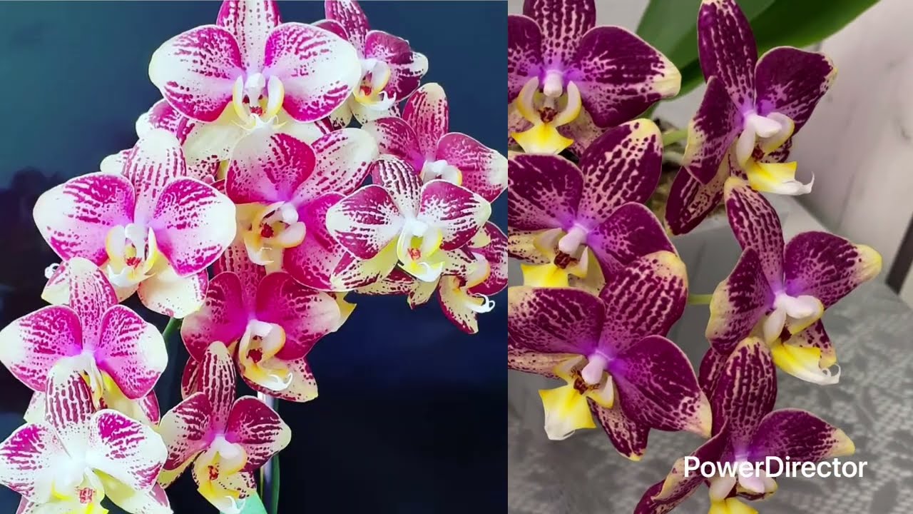 Phal. Long Prade Flash или «Пиниф». Как добавить красок цветку?🤗