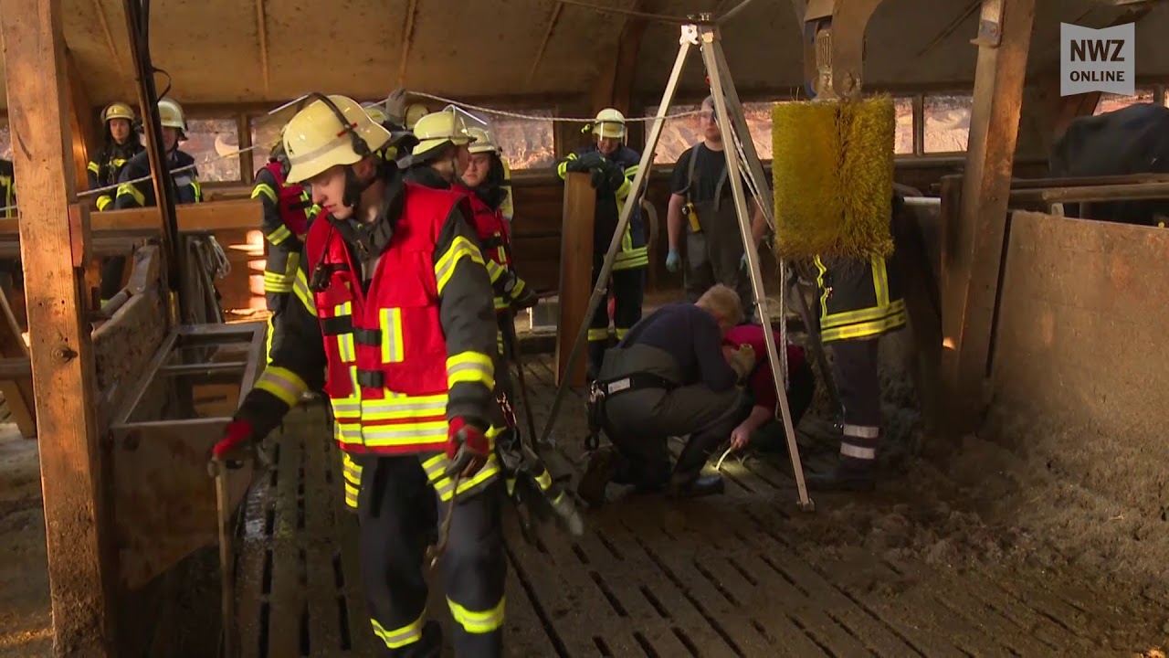 Kühe erfolgreich aus Güllekanal in Hude befreit