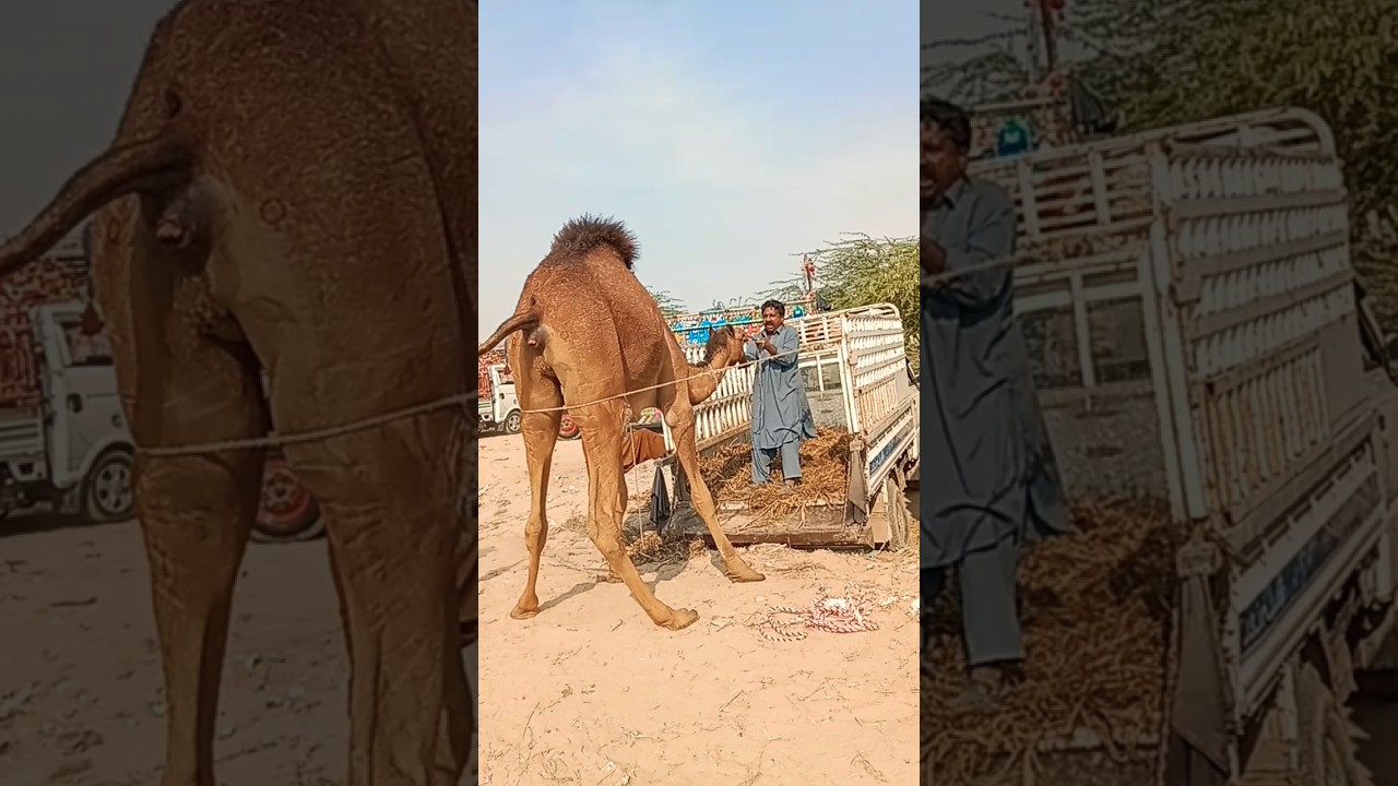 الجمل في مزاج مختلف اليوم! شاهد كيف يتصرف قبل الصعود 🚛🐪