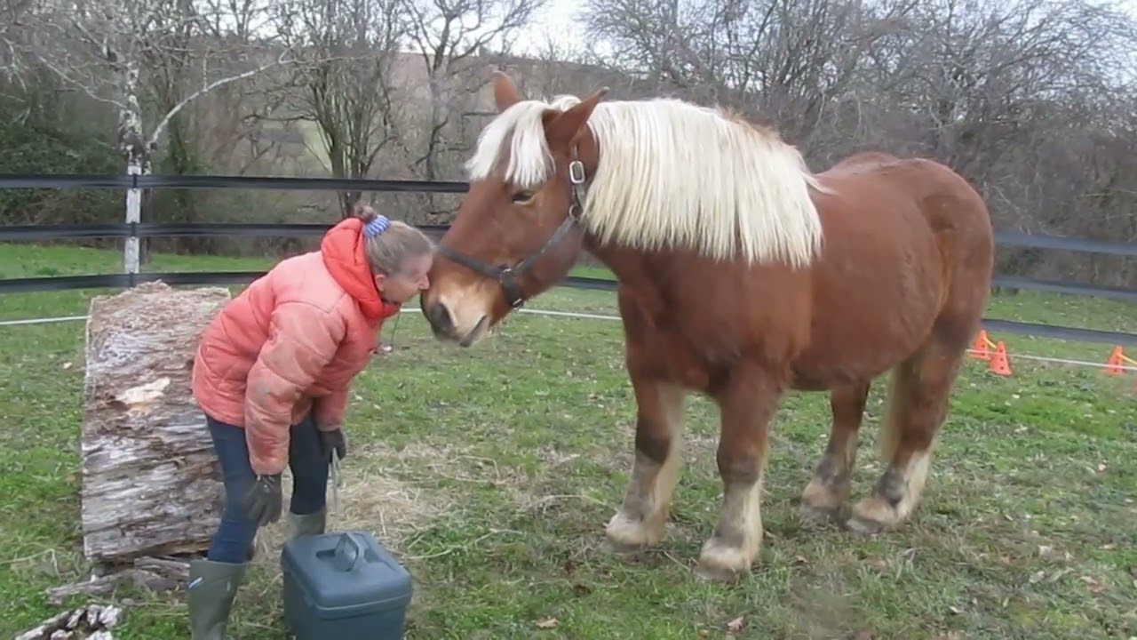 diego dag 2, New horse. Horse Introduction  Meeting The Herd, Herd Dynamics, 2nd day, New Arrival