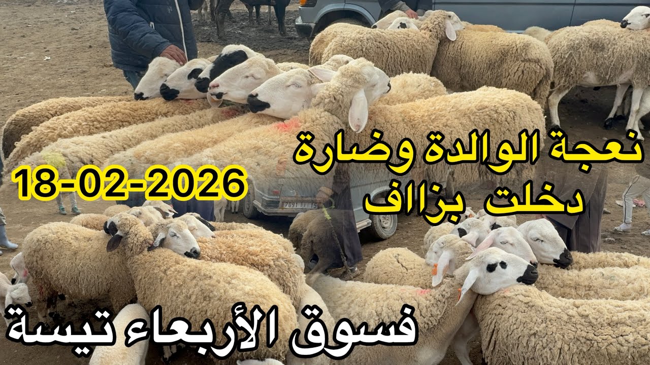 نعجة الوالدة وضارة ذخلت بزاف شاري موجود فسوق أربعاء تيسة 18/02/2026