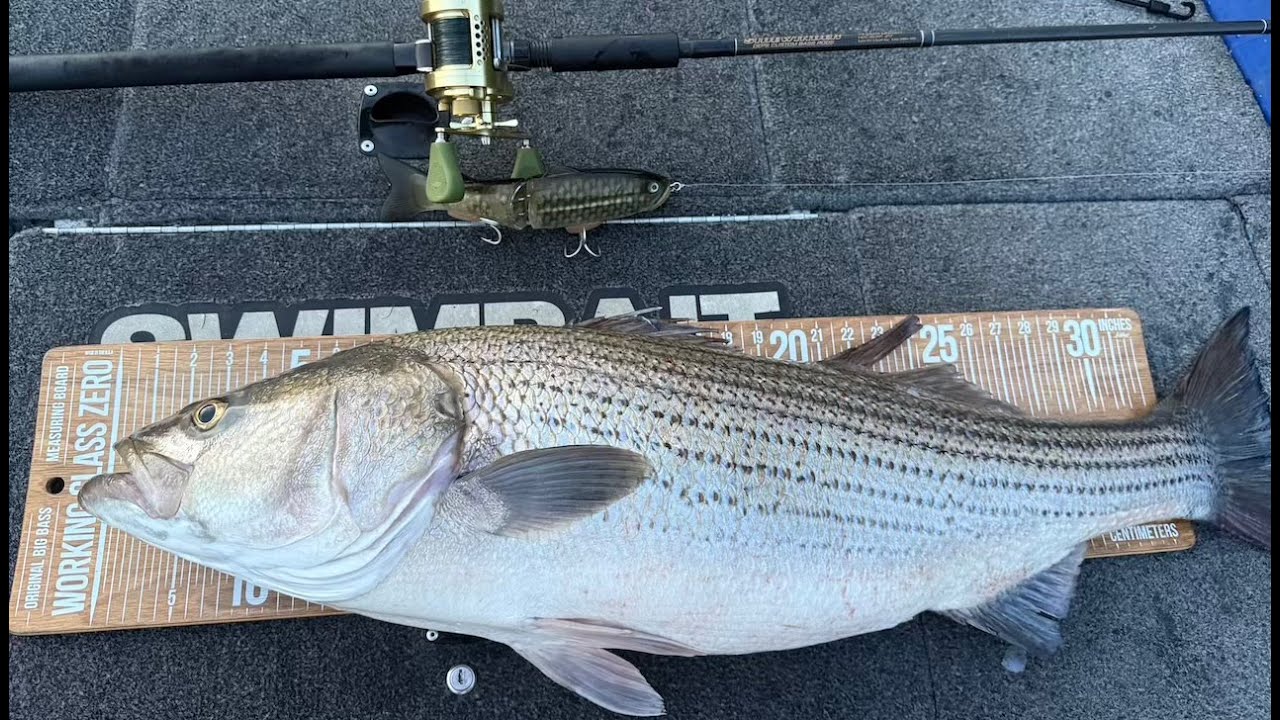 Stripers Love the Deps 250 and LunkerPunker