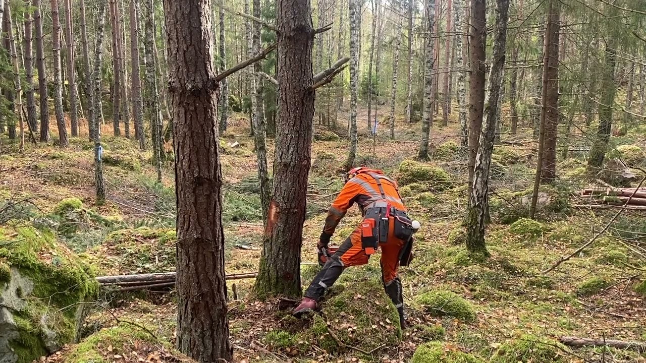 Precisions fällning rakt träd med motorsåg.