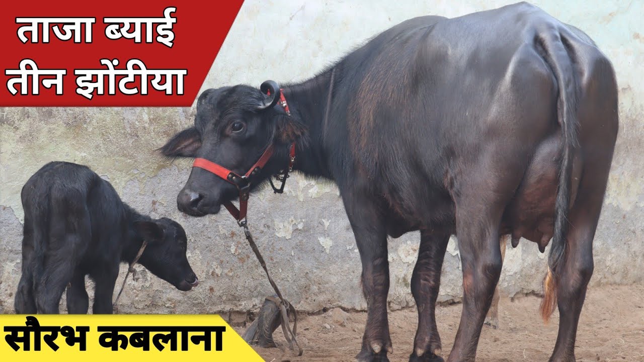 20 किलो की गारंटी ले लूंगा, बिक्री वाली तीन झोटियाँ एक ही जगह || Kodan Dairy Farm (7982838313)
