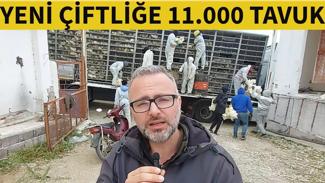 SIFIRDAN TAVUK ÇİFTLİĞİ İŞİNE BAŞLARKEN DİKKAT ETMENİZ GEREKENLER