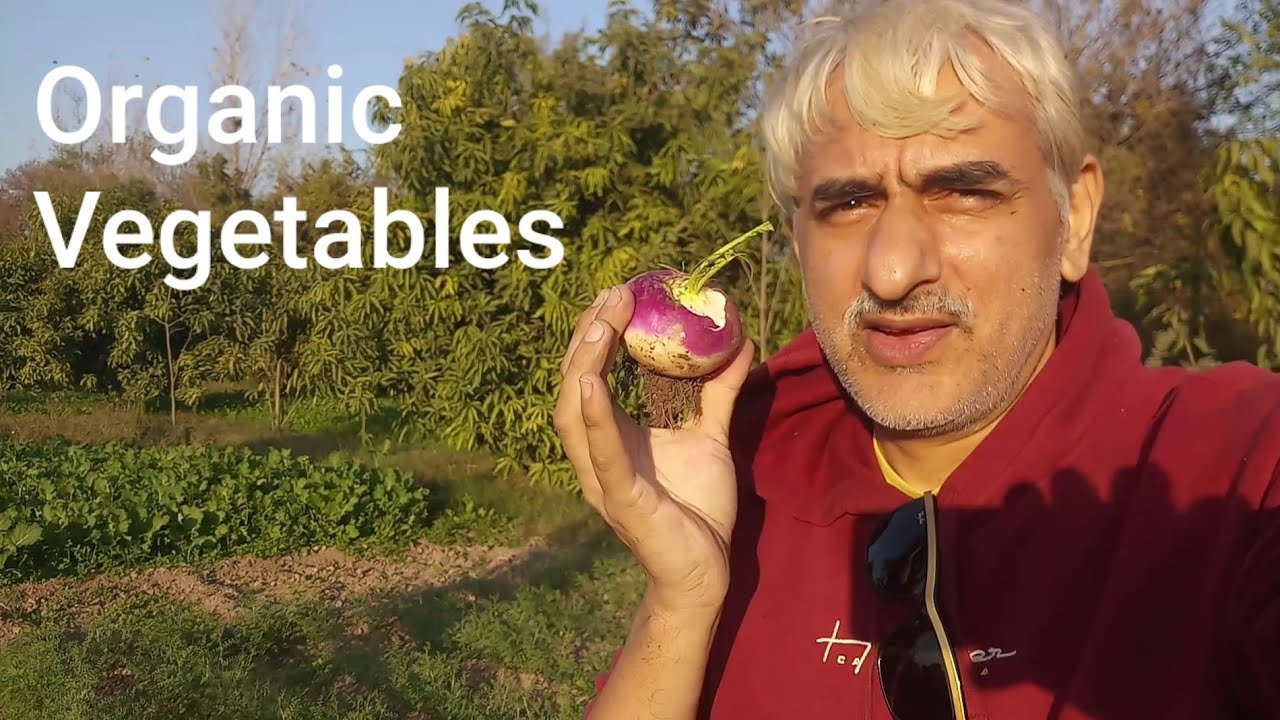 Organic Vegetables Picking in My Farm house | Engineer Ka Bagh 