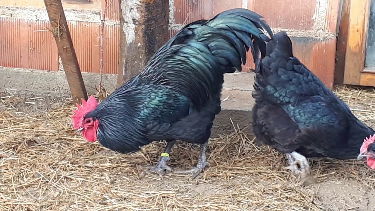 Beutiful chichken black australorp