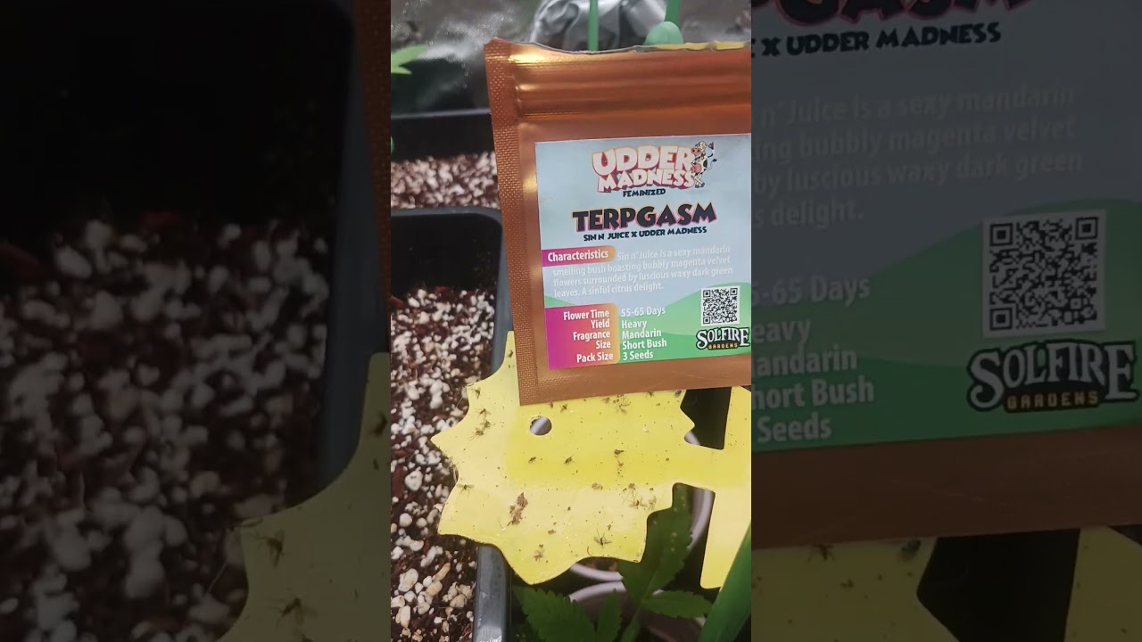 Solefire genetics utter madness terpgasm,pineapple whip and tiki tom  new generation