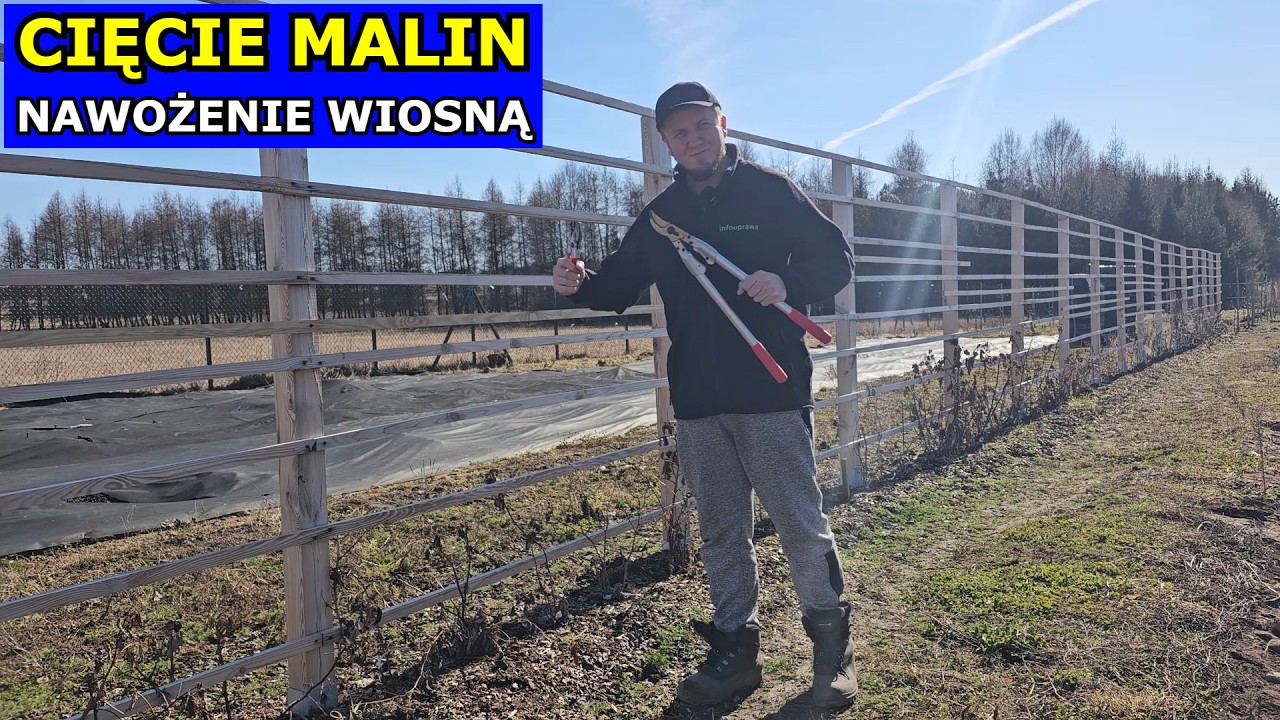 Cięcie Malin Wiosną. Pielęgnacja Nawożenie Maliny Oprysk. Uprawa Maliny Letniej i Jesiennej Jak Ciąć