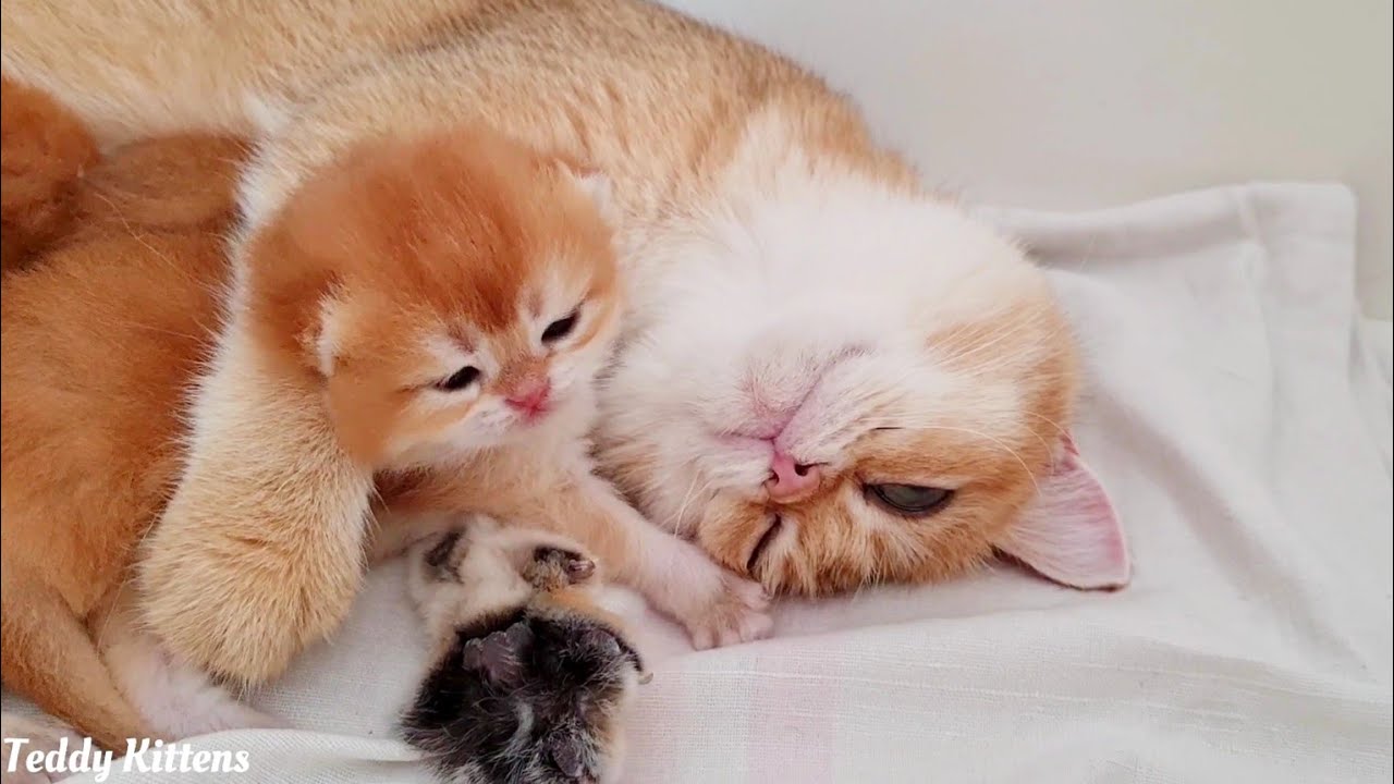 Кошка очень любит своих первых новорожденных котят ❤️