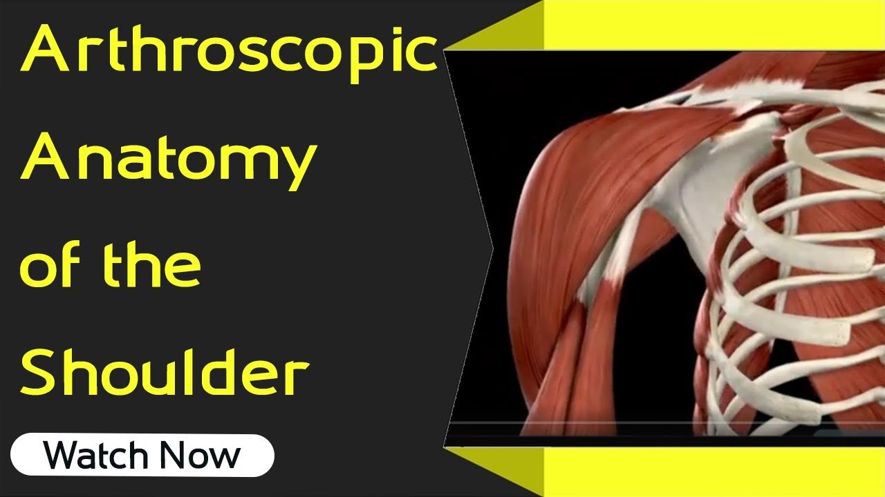 Arthroscopic Anatomy of the Shoulder | Orthopaedic Academy