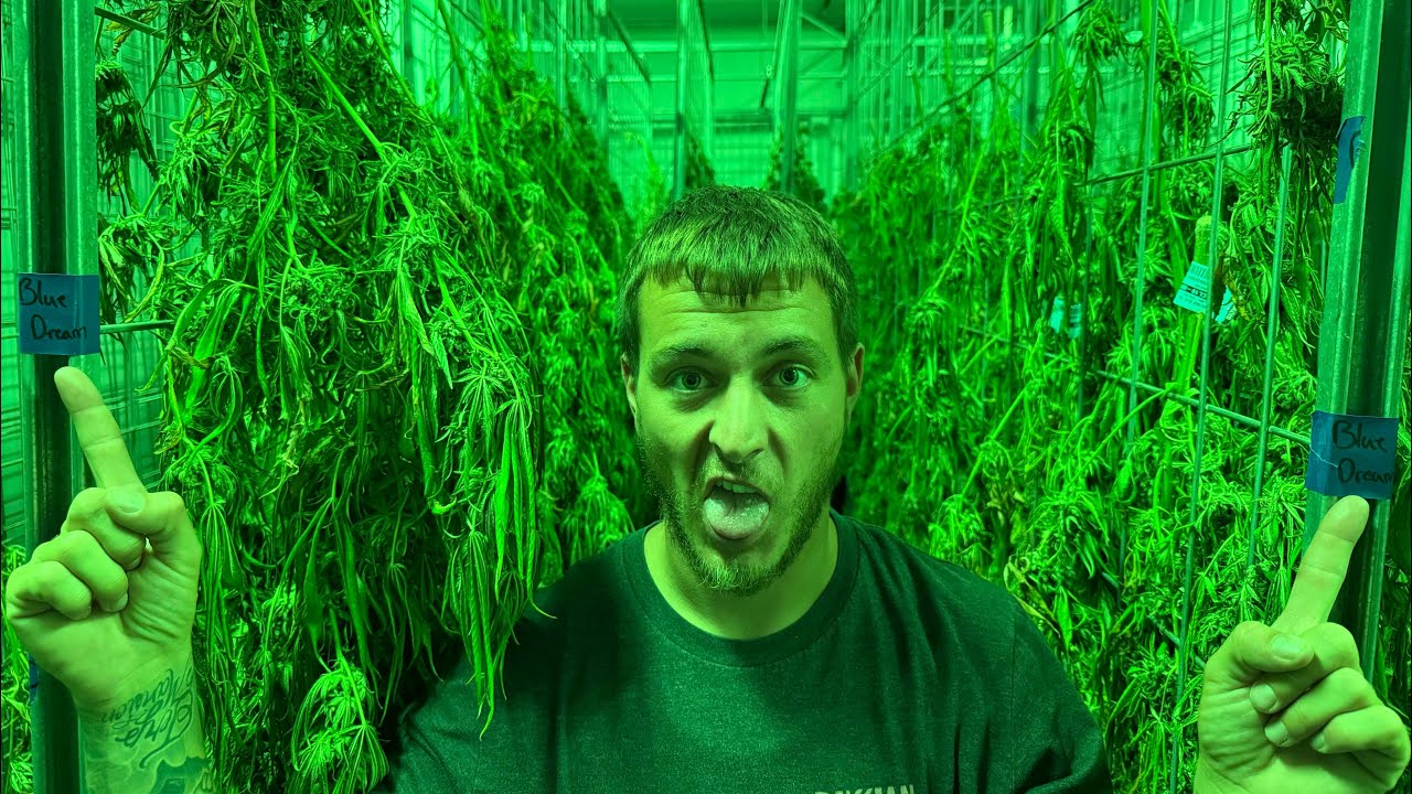 Урожай Blue Dream в 2025 году!?!? + Визит Symbiotic Genetics&hellip;