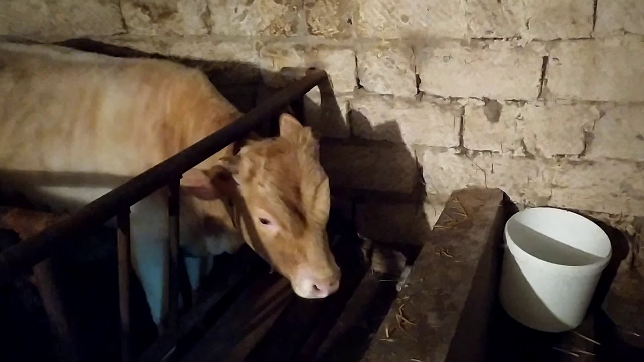 Bordağ danaların bəslənməsi